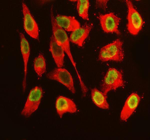 a02243 2 sfpq primary antibodies if testing 1