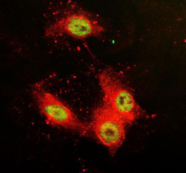 a02243 2 sfpq primary antibodies if testing 2