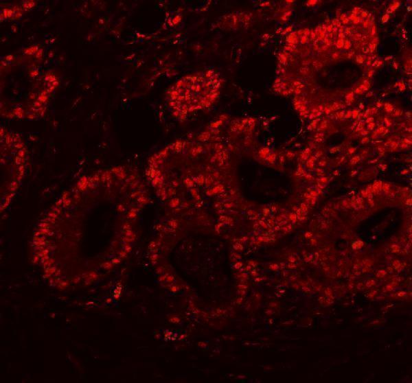 a02243 2 sfpq primary antibodies if testing 4