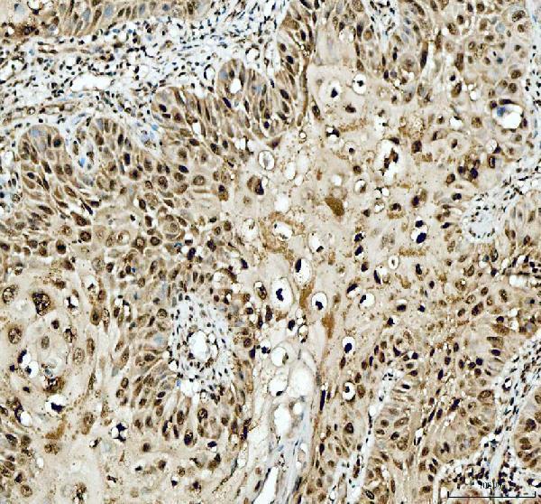 a02243 2 sfpq primary antibodies ihc testing 3_1