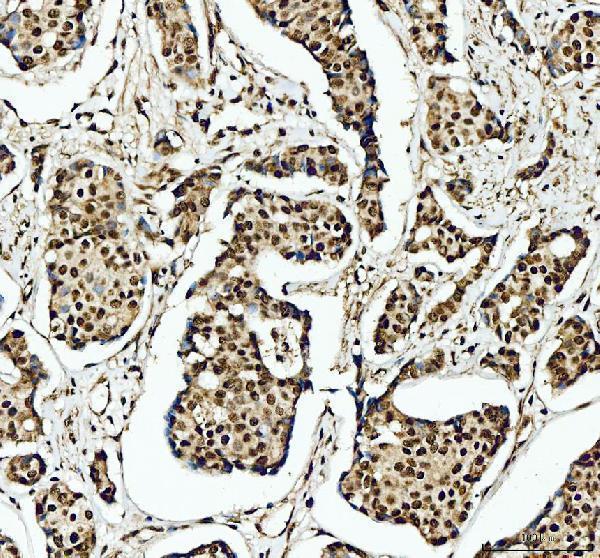 a02243 2 sfpq primary antibodies ihc testing 5_1