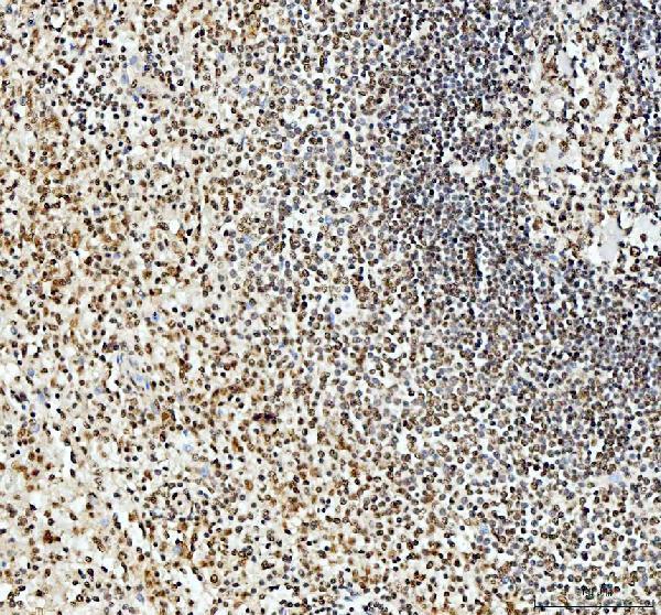 a02243 2 sfpq primary antibodies ihc testing 6_1