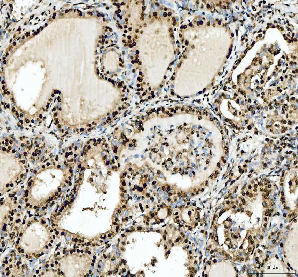 a02243 2 sfpq primary antibodies ihc testing 7