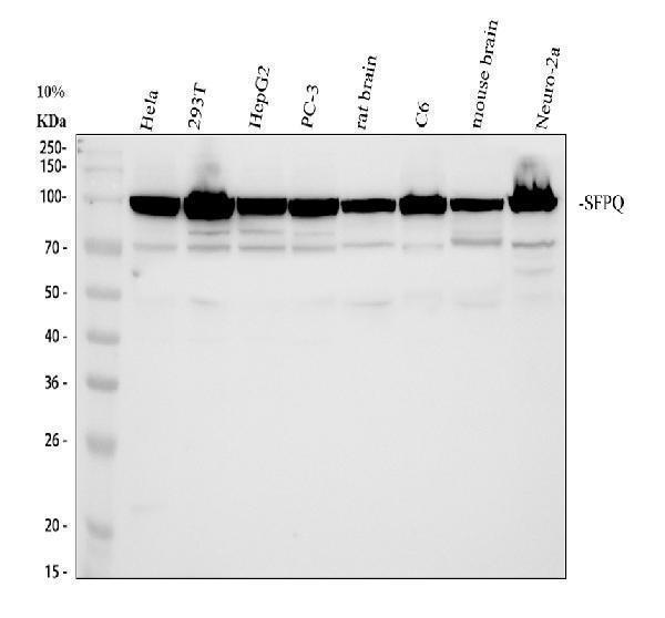 Western blot analysis of SFPQ using anti-SFPQ antibody (A02243-2)