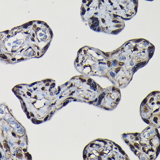 Immunohistochemistry of paraffin-embedded human placenta using SFPQ Rabbit pAb  at dilution of 1:25 