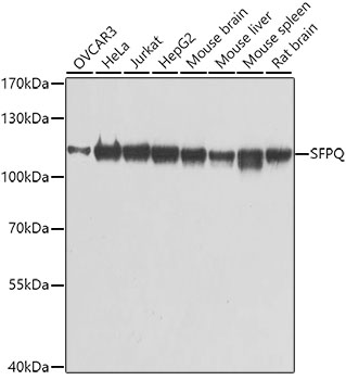 Western blot analysis of extracts of various cell lines, using SFPQ antibody  at 1:1000 dilution