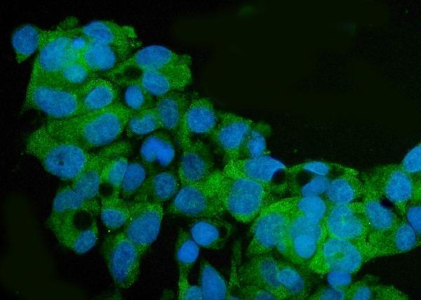 a02244 1 arg2 primary antibodies if testing 6