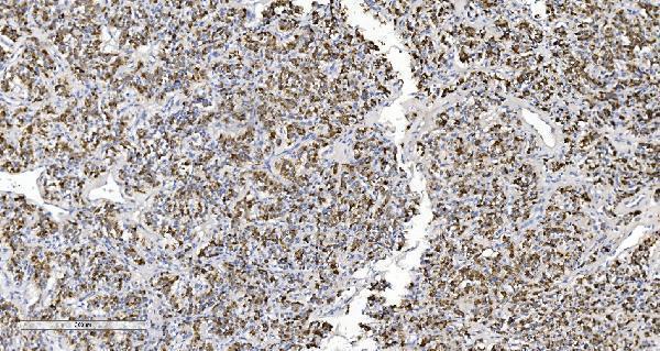 a02244 1 arg2 primary antibodies ihc testing 3