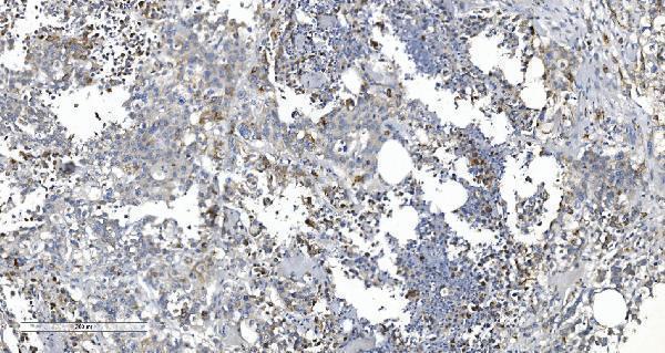 a02244 1 arg2 primary antibodies ihc testing 4