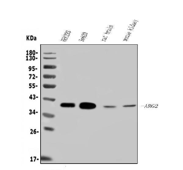 a02244 1 arg2 primary antibodies wb testing 1