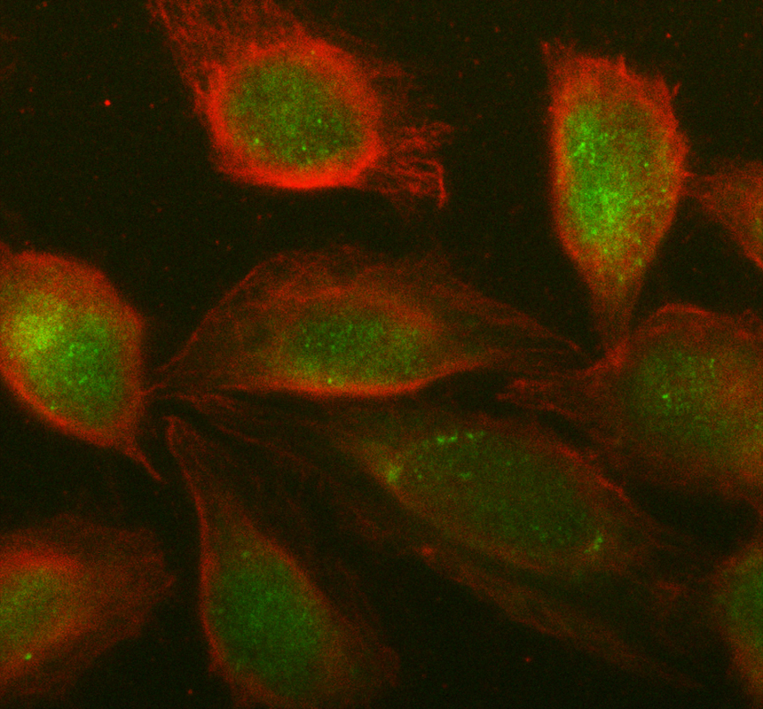 a02244 arg2 primary antibodies if testing 1