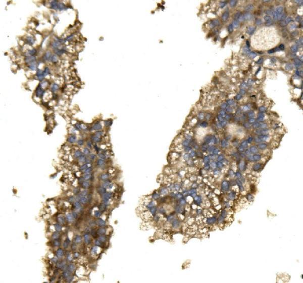 a02244 arg2 primary antibodies ihc testing 3