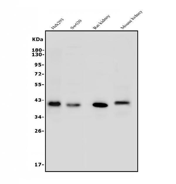 a02244 arg2 primary antibodies wb testing 1