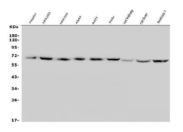 a02245 slc2a9 primary antibodies wb testing 1_1