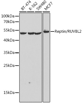 Western blot analysis of extracts of various cell lines, using Reptin/Reptin/RUVBL2 antibody  at 1:1000 dilution