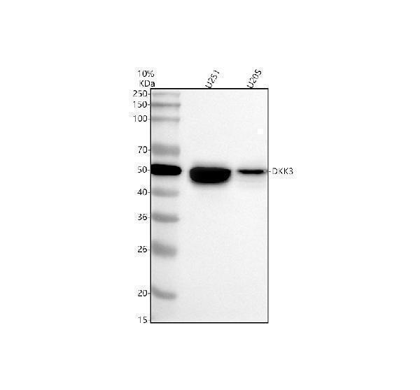  Western blot analysis of DKK3 using anti-DKK3 antibody (A02248-2)