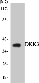 Western blot analysis of the lysates from HepG2 cells using DKK3 antibody