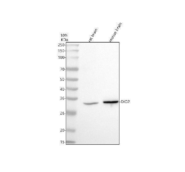 a02249 2 dio2 primary antibodies wb testing 1