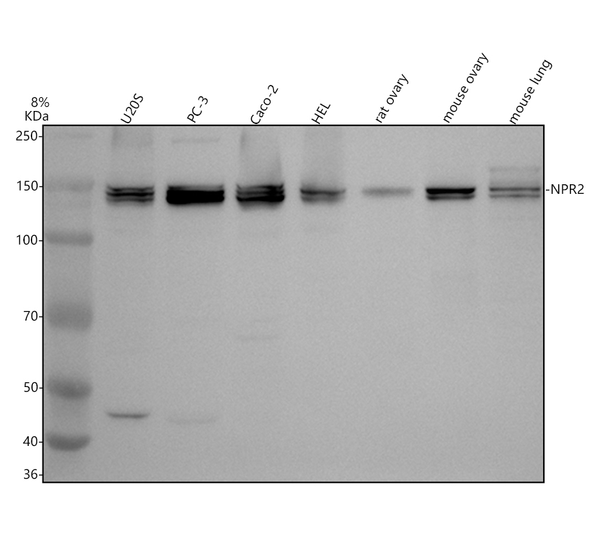 a02251 1 npr2 primary antibodies wb testing 1
