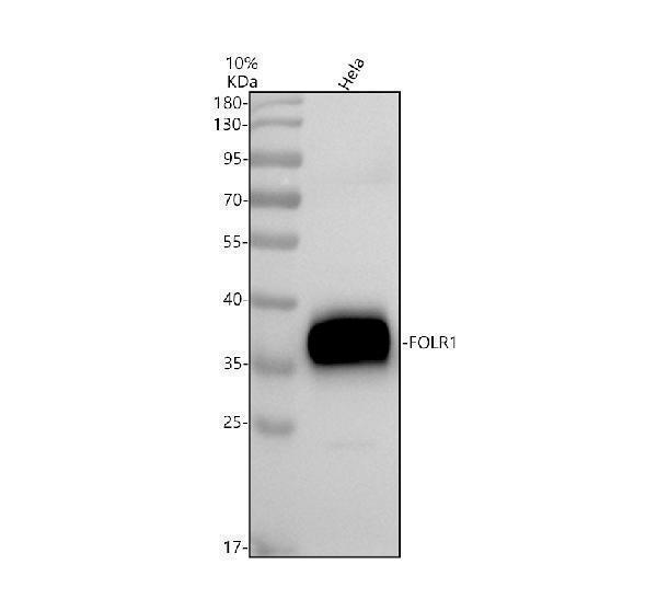 Western blot analysis of FOLR1 using anti-FOLR1 antibody (A02254-3)