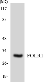 Western blot analysis of the lysates from HepG2 cells using FOLR1 antibody