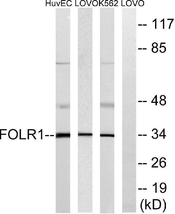 Western blot analysis of lysates from K562, LOVO, and HUVEC cells, using FOLR1 Antibody