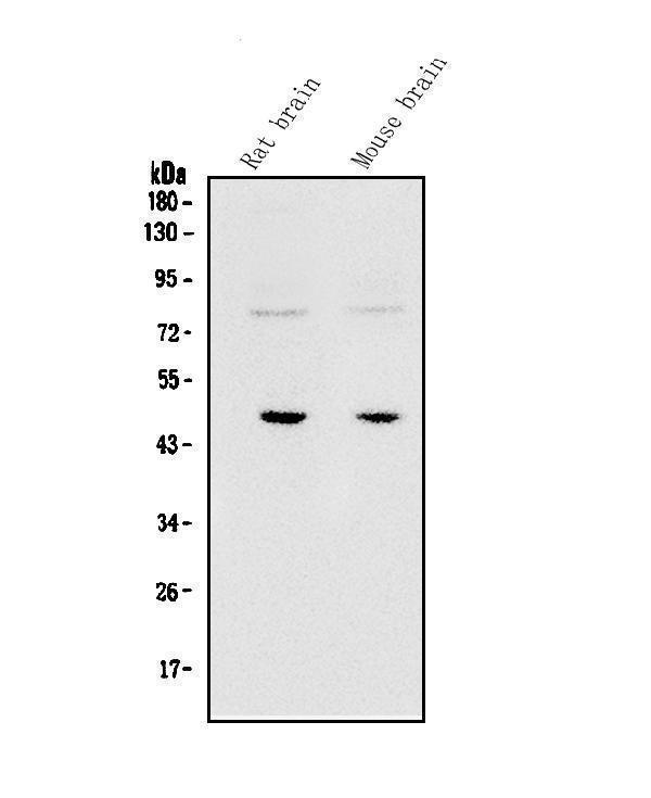  Western blot analysis of SOX3 using anti-SOX3 antibody (A02255-2)