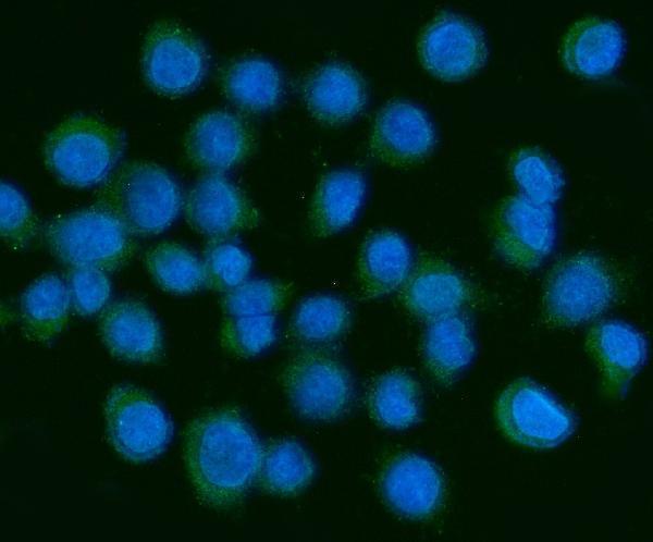 a02257 1 pdgfa primary antibodies if testing 2