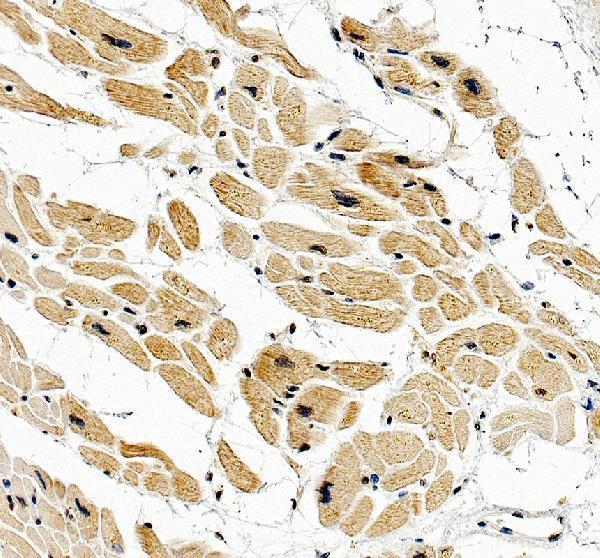 a02258 1 flii primary antibodies ihc testing 1