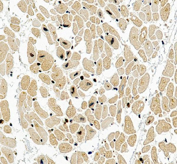a02258 1 flii primary antibodies ihc testing 2