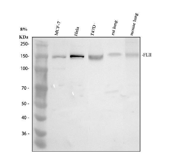 a02258 1 flii primary antibodies wb testing 1