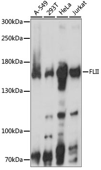 Western blot analysis of extracts of various cell lines, using FLII antibody  at 1:1000 dilution