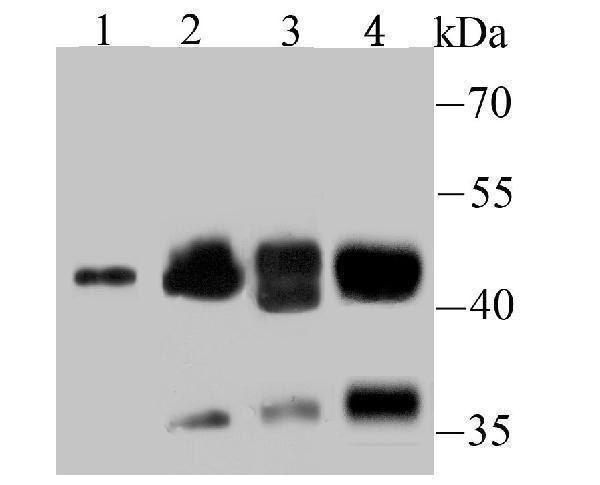 Western blot analysis of NCK1 on different lysates using anti-NCK1 antibody at 1/500 dilution