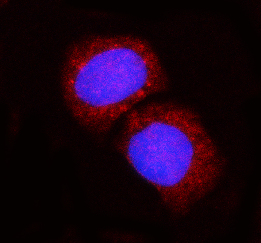 a02260 2 nck1 primary antibodies if testing 1