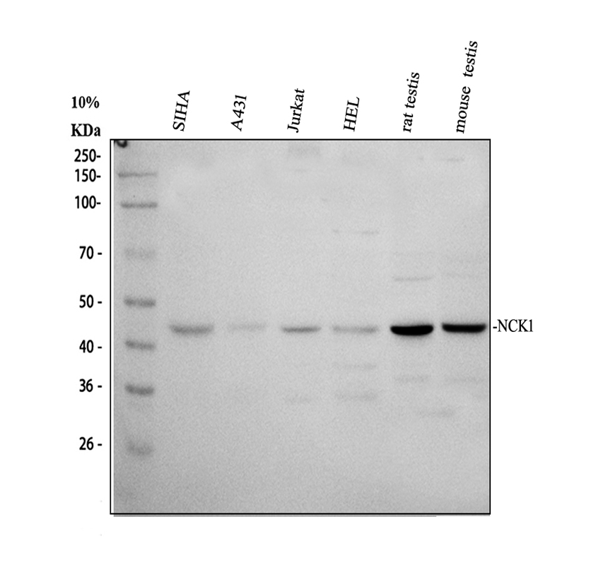 a02260 2 nck1 primary antibodies wb testing 1