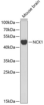 a02260 nck1 primary antiboties wb testing 1