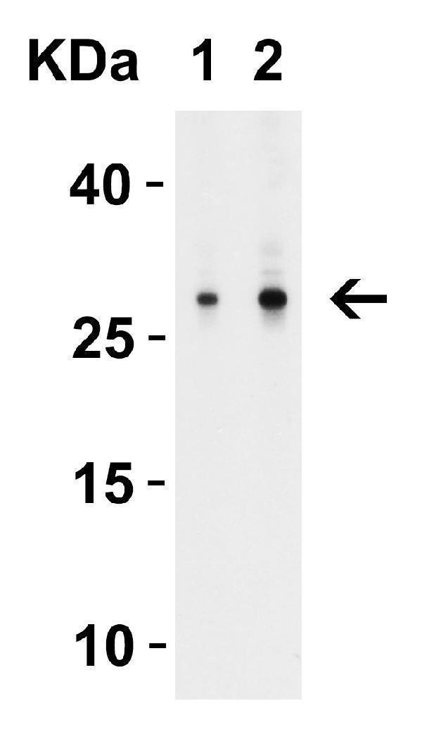  WB Validation in Human Tonsil 
Loading: 15 μg of lysate