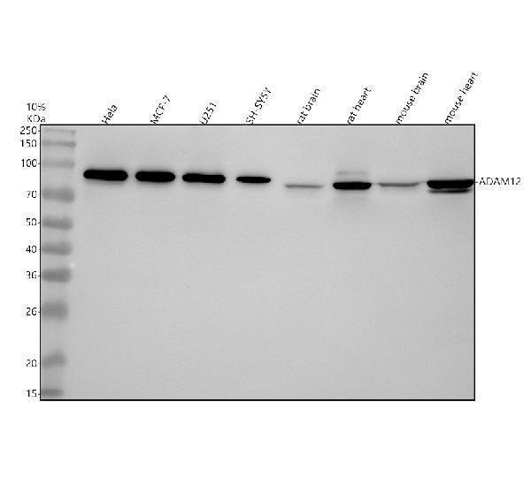 a02264 2 adam12 primary antibodies wb testing 1_1