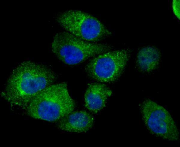 ICC staining Fragilis in HUVEC cells (green)