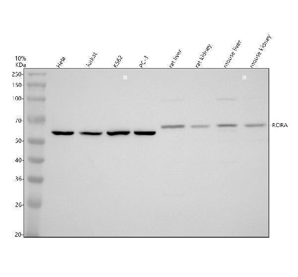 a02266 2 rora primary antibodies wb testing 1