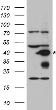 a02267 1 anti agxt rabbit polyclonal antibody wb testing 1