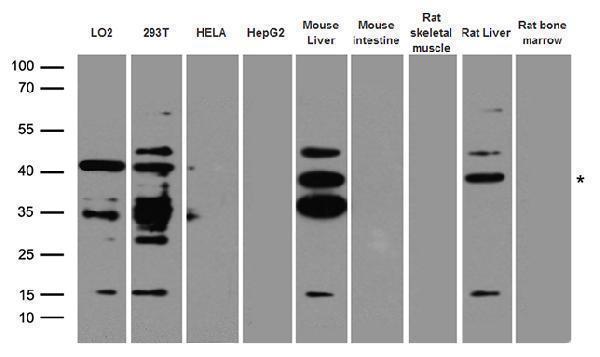 a02267 1 anti agxt rabbit polyclonal antibody wb testing 2