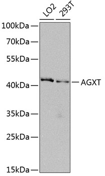 a02267 agxt primary antiboties wb testing 1