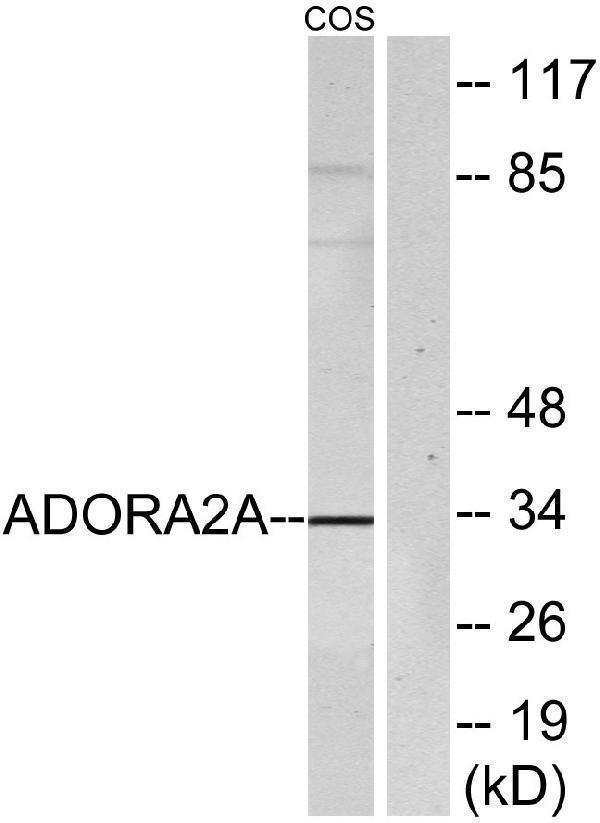 a02268 1 adora2a primary antibodies wb testing 2