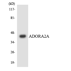a02268 1 adora2a primary antibodies wb testing 3