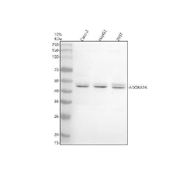 a02268 2 adora2a primary antibodies wb testing 1