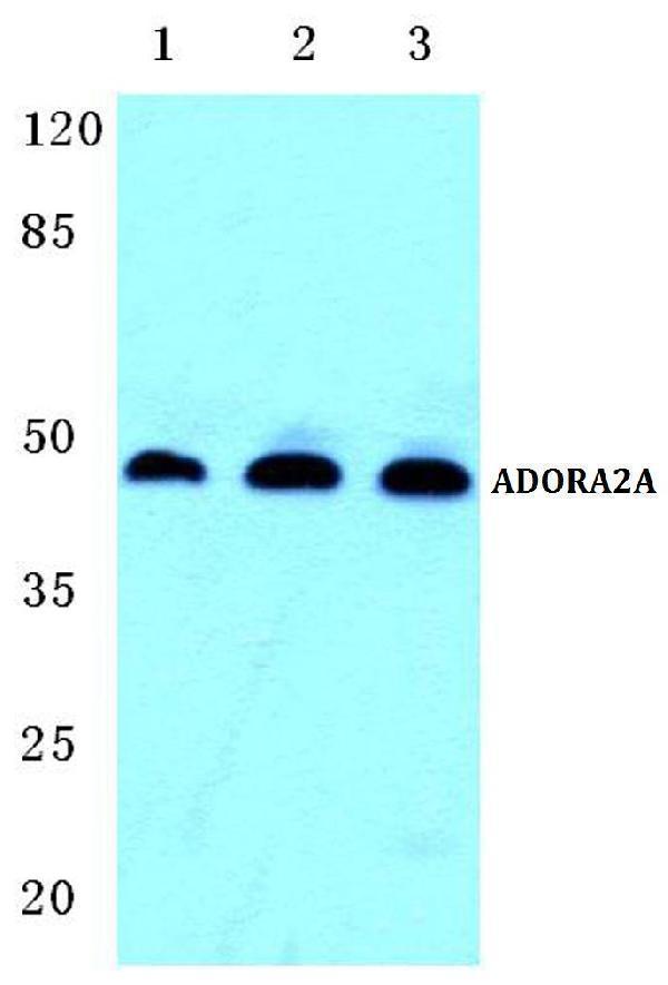 Western blot (WB) analysis of ADORA2A polyclonal antibody at 1:500 dilution
Lane1:Hela cell lysate
Lane2:Raw264