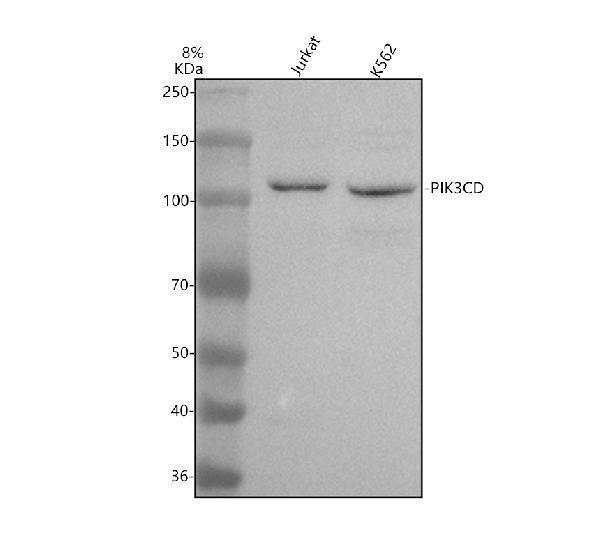 a02269 2 pik3cd primary antibodies wb testing 1