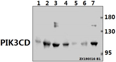 Western blot (WB) analysis of PIK3CD pAb at 1:500 dilution
Lane1:The Testis tissue lysate of Mouse(40ug)
Lane2:RAW264