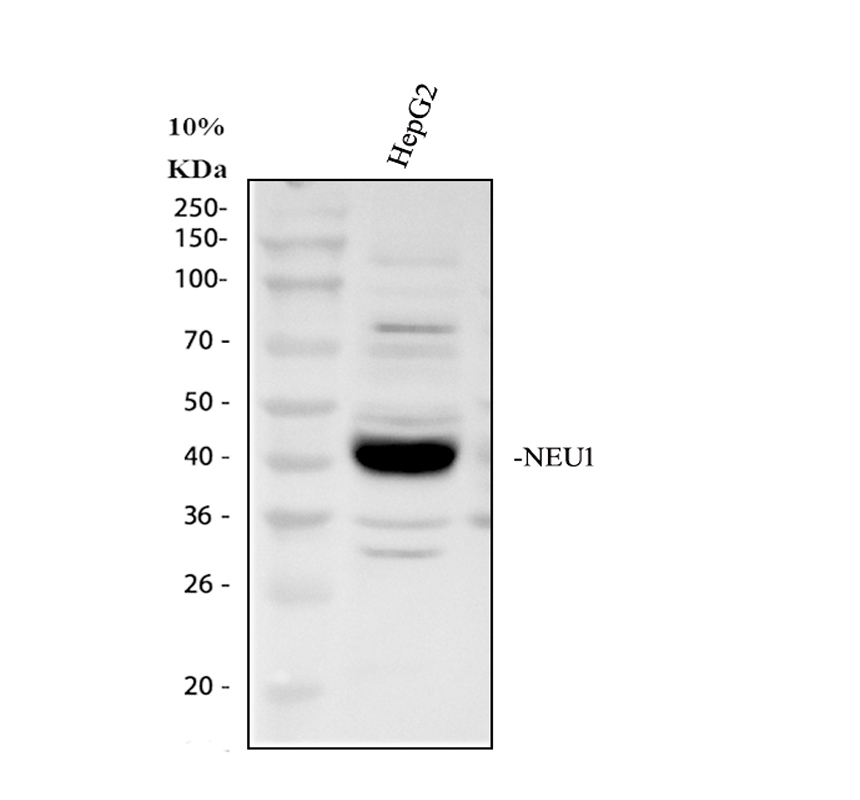 a02270 neu1 primary antibodies wb testing 1